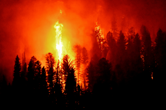 Forest Fires