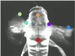 Hoverfly to conduct Behavioral research using video