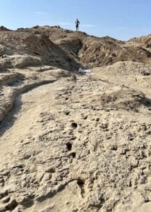 Fossil Trackway