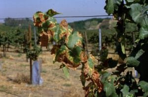 Symptoms of Pierce’s disease in a vineyard