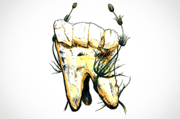 Fossilized Tooth